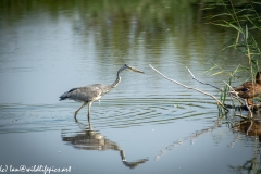 Grey Herron on Lake Fishing Side View