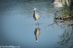 Grey Herron on Lake Fishing Front View