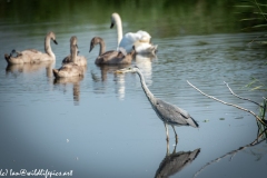 Grey Herron on Lake Fishing Side View