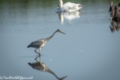 Grey Herron on Lake Fishing Side View