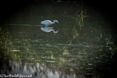 Little Egret in Lake Catching Fish Side View