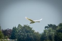 Mute Swan Flying Over Lake Side View