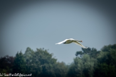 Mute Swan Flying Over Lake Side View