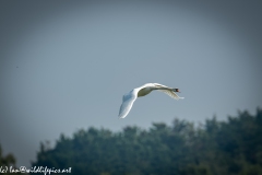 Mute Swan Flying Over Lake Side View