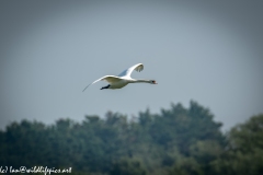 Mute Swan Flying Over Lake Side View