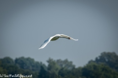 Mute Swan Flying Over Lake Side View