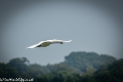 Mute Swan Flying Over Lake Side View