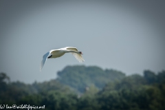 Mute Swan Flying Over Lake Side View