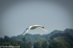 Mute Swan Flying Over Lake Side View