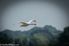 Mute Swan Flying Over Lake Side View