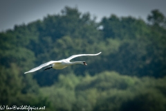 Mute Swan Flying Over Lake Side View