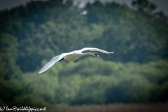 Mute Swan Flying Over Lake Side View