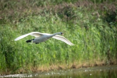 Mute Swan Flying Over Lake Side View