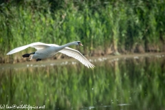 Mute Swan Flying Over Lake Side View