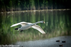 Mute Swan Flying Over Lake Side View