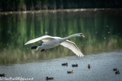 Mute Swan Flying Over Lake Side View