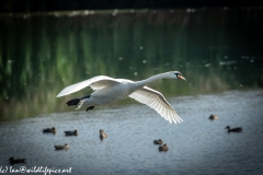 Mute Swan Flying Over Lake Side View