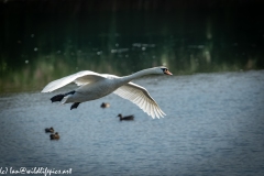 Mute Swan Flying Over Lake Side View