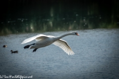 Mute Swan Flying Over Lake Side View