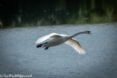 Mute Swan Flying Over Lake Side View