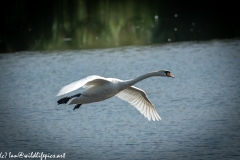 Mute Swan Flying Over Lake Side View