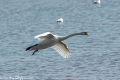 Mute Swan Flying Over Lake Side View