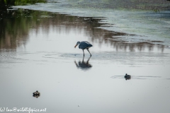 Little Egret in Lake Fishing Back View