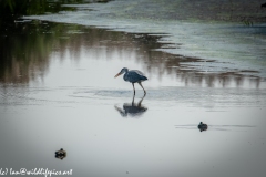 Little Egret in Lake Fishing Back View