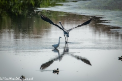 Grey Herron Forced off by Little Egret