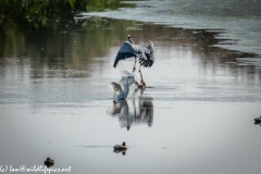 Grey Herron Forced off by Little Egret