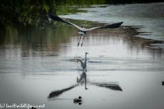 Grey Herron Forced off by Little Egret