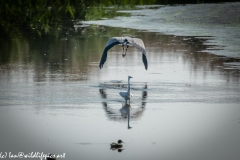 Grey Herron Forced off by Little Egret