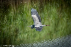 Grey Herron in Flight over Lake Side View