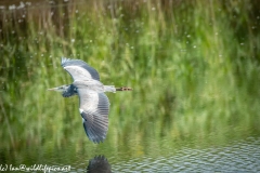 Grey Herron in Flight over Lake Side View