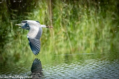 Grey Herron in Flight over Lake Side View