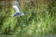 Grey Herron in Flight over Lake Side View