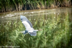 Grey Herron in Flight over Lake Side View