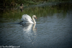 Mute Swan on Lake Side View