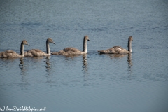 Four Mute Swan Signets on Lake Side View