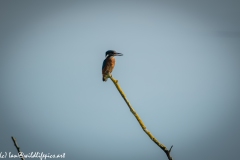 Male KingFisher on Branch Side View