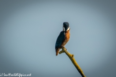 Male KingFisher on Branch Side View Head Turned Back