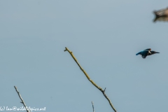 Male KingFisher in Flight  Side View