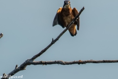 Male KingFisher on Branch Front View