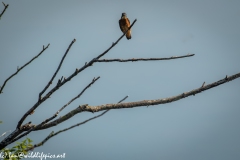 Male KingFisher on Branch Front View