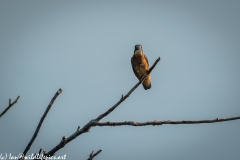 Male KingFisher on Branch Front View