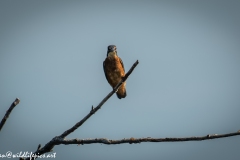 Male KingFisher on Branch Front View