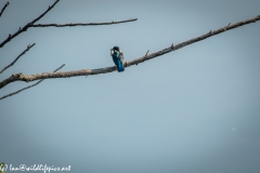 Male KingFisher on Branch With Fish Back View