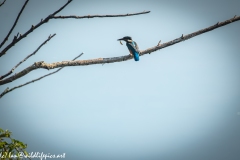 Male KingFisher on Branch With Fish Back View