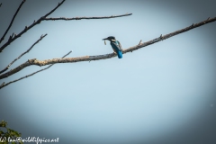 Male KingFisher on Branch With Fish Back View