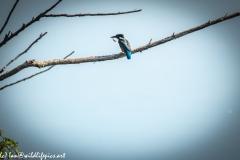 Male KingFisher on Branch With Fish Back View